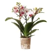 LA GREEN TOUCH - Orchidées colibris - orchidée phalaenopsis blanche - gibraltar minéral - taille du pot 9cm