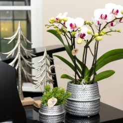 LA GREEN TOUCH - Orchidées colibris - orchidée phalaenopsis blanche - gibraltar minéral - taille du pot 9cm
