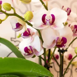 LA GREEN TOUCH - Orchidées colibris - orchidée phalaenopsis blanche - gibraltar minéral - taille du pot 9cm