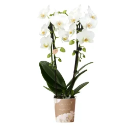 LA GREEN TOUCH - Orchidées colibri | orchidée phalaenopsis blanche - niagara fall - pot 9cm | plante d'intérieur en fleurs - fraîche du producteur