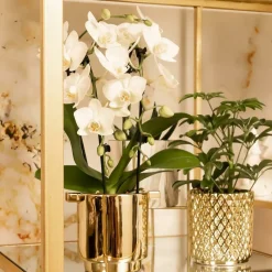 LA GREEN TOUCH - Orchidées colibri | orchidée phalaenopsis blanche - niagara fall - pot 9cm | plante d'intérieur en fleurs - fraîche du producteur