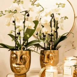LA GREEN TOUCH - Orchidées colibri | orchidée phalaenopsis blanche - niagara fall - pot 9cm | plante d'intérieur en fleurs - fraîche du producteur