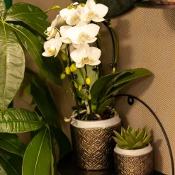LA GREEN TOUCH - Orchidées colibri | orchidée phalaenopsis blanche - niagara fall - pot 9cm | plante d'intérieur en fleurs - fraîche du producteur