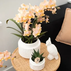 LA GREEN TOUCH - Orchidées kolibri - mélange de boîte surprise - avec 4 orchidées différentes