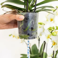 LA GREEN TOUCH - Orchidées blanches en panier d'osier avec réservoir d'eau
