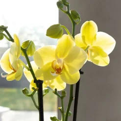LA GREEN TOUCH - Orchidées colibris - orchidée phalaenopsis jaune - voltera - taille du pot 12cm