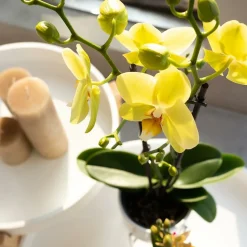 LA GREEN TOUCH - Orchidées colibris - orchidée phalaenopsis jaune - voltera - taille du pot 12cm