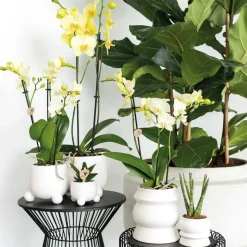 LA GREEN TOUCH - Orchidées colibris - orchidée phalaenopsis jaune - voltera - taille du pot 12cm