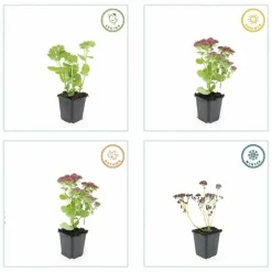 LA GREEN TOUCH - Orpin 'herbstfreude' x40 – entre 2,5 et 3,33m2