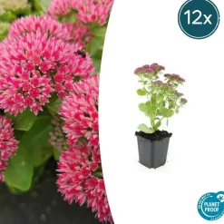 LA GREEN TOUCH - Orpin 'herbstfreude' x40 – entre 2,5 et 3,33m2