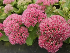 LA GREEN TOUCH - Orpin 'herbstfreude' x20 – entre 1,25 et 1,67m2