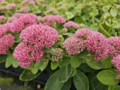 LA GREEN TOUCH - Orpin 'herbstfreude' x20 – entre 1,25 et 1,67m2