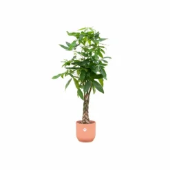 LA GREEN TOUCH - Pachira aquatica et son pot rose - hauteur 160cm