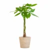 LA GREEN TOUCH - Pachira aquatica et son pot panier naturel - hauteur 80cm