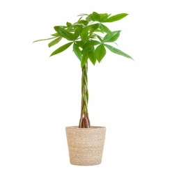 LA GREEN TOUCH - Pachira aquatica et son pot panier naturel - hauteur 80cm