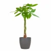 LA GREEN TOUCH - Pachira aquatica et son pot gris - hauteur 80cm