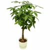 LA GREEN TOUCH - Pachira aquatica et son pot blanc + reservoir - hauteur 160cm
