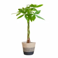 LA GREEN TOUCH - Pachira aquatica et son pot panier multicolor - hauteur 80cm