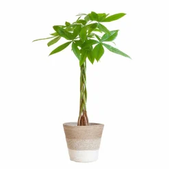 LA GREEN TOUCH - Pachira aquatica et son pot panier blanc - hauteur 80cm