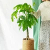 LA GREEN TOUCH - Pachira tronc tressé 80cm - plante d'intérieur