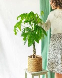 LA GREEN TOUCH - Pachira tronc tressé 80cm - plante d'intérieur