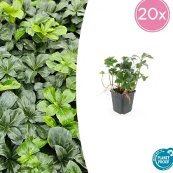 LA GREEN TOUCH - Pachysandre du japon 'green sheen' x60 – entre 3,75 et 5m2