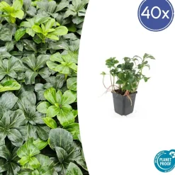 LA GREEN TOUCH - Pachysandre du japon 'green sheen' x60 – entre 3,75 et 5m2
