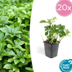 LA GREEN TOUCH - Pachysandre du japon 'green carpet' x40 – entre 2,5 et 3,33m2
