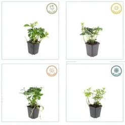 LA GREEN TOUCH - Pachysandre du japon x40 – entre 2,5 et 3,33m2