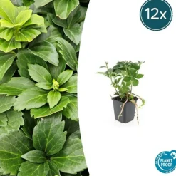 LA GREEN TOUCH - Pachysandre du japon x40 – entre 2,5 et 3,33m2