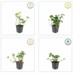 LA GREEN TOUCH - Pachysandre du japon 'green sheen' x40 – entre 2,5 et 3,33m2