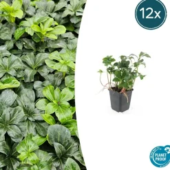 LA GREEN TOUCH - Pachysandre du japon 'green sheen' x40 – entre 2,5 et 3,33m2