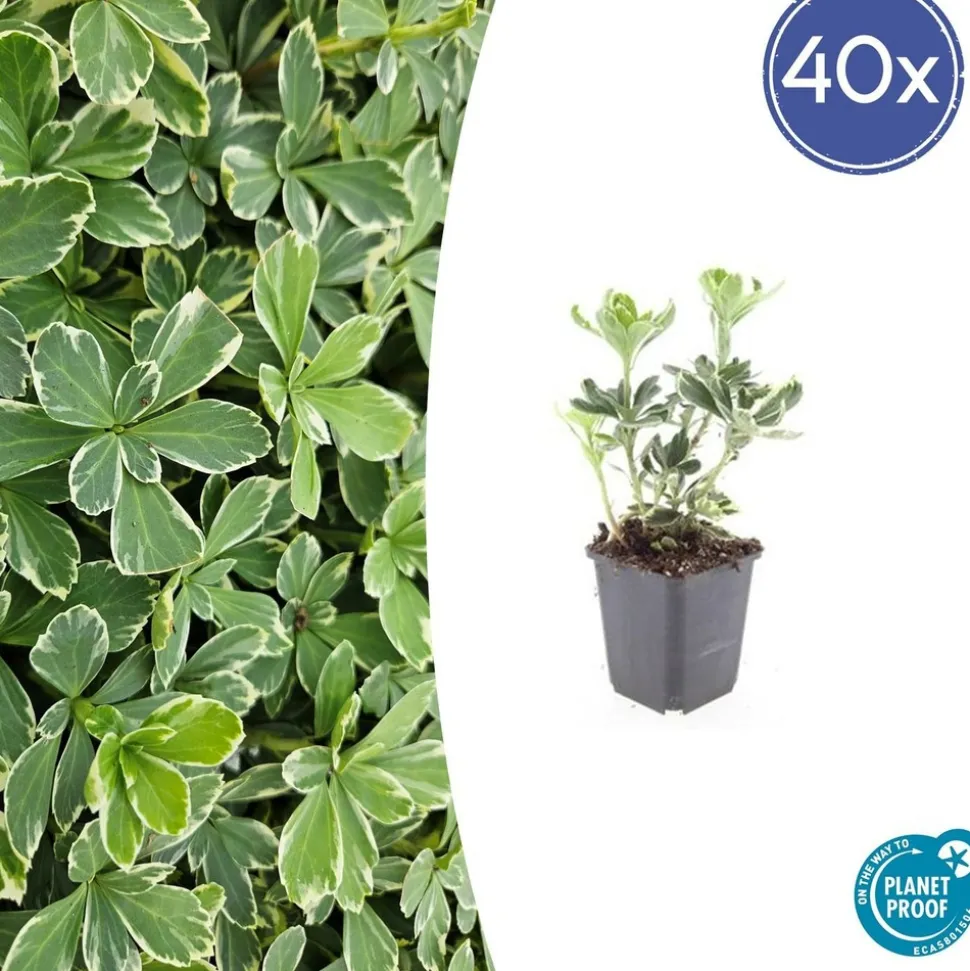 LA GREEN TOUCH - Pachysandre du japon 'variegata' x40 – entre 2,5 et 3,33m2