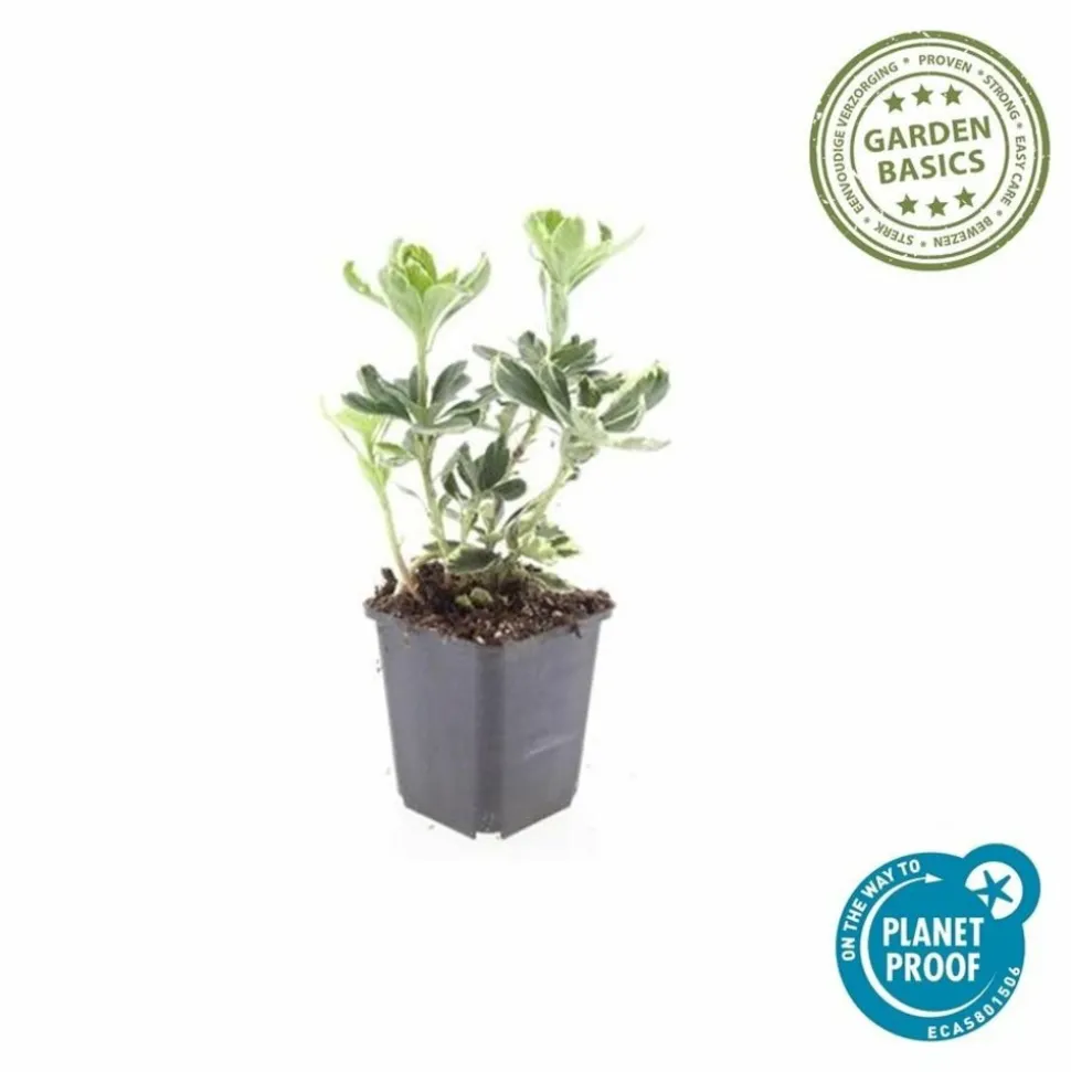 LA GREEN TOUCH - Pachysandre du japon 'variegata' x40 – entre 2,5 et 3,33m2