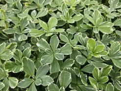 LA GREEN TOUCH - Pachysandre du japon 'variegata' x40 – entre 2,5 et 3,33m2