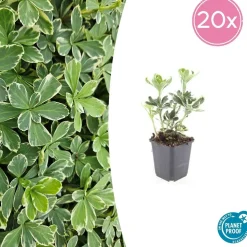 LA GREEN TOUCH - Pachysandre du japon 'variegata' x40 – entre 2,5 et 3,33m2