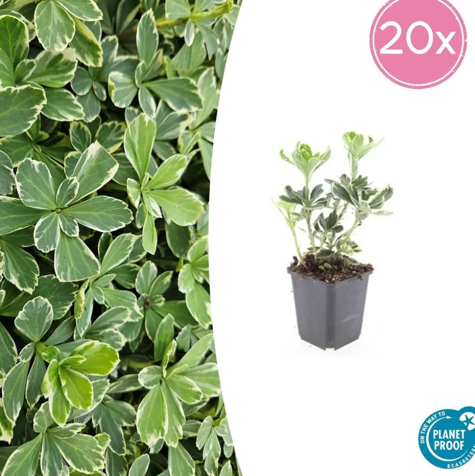 LA GREEN TOUCH - Pachysandre du japon 'variegata' x40 – entre 2,5 et 3,33m2