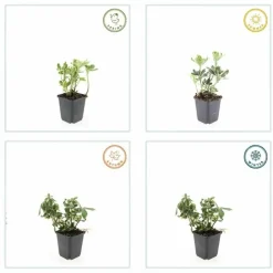 LA GREEN TOUCH - Pachysandre du japon 'variegata' x60 – entre 3,75 et 5m2