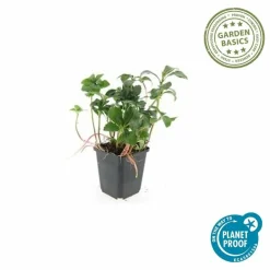 LA GREEN TOUCH - Pachysandre du japon 'green sheen' x12 – entre 0,75 et 1m2