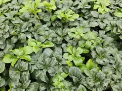 LA GREEN TOUCH - Pachysandre du japon 'green sheen' x12 – entre 0,75 et 1m2