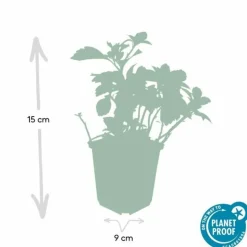 LA GREEN TOUCH - Pachysandre du japon 'green carpet' x20 – entre 1,25 et 1,67m2