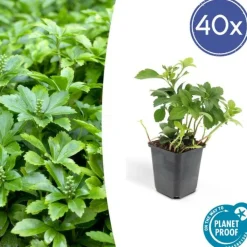 LA GREEN TOUCH - Pachysandre du japon 'green carpet' x20 – entre 1,25 et 1,67m2