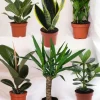 LA GREEN TOUCH - Pack de 6 plantes faciles d'entretien