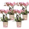 LA GREEN TOUCH - Pack de 4 orchidées treviso – vieux rose – plante d'intérieur fleurie cm - plante d'intérieur