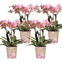 LA GREEN TOUCH - Pack de 4 orchidées treviso – vieux rose – plante d'intérieur fleurie cm - plante d'intérieur