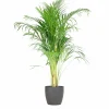 LA GREEN TOUCH - Palmier areca et son pot gris - hauteur 100cm
