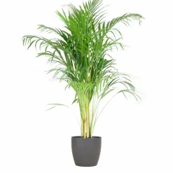 LA GREEN TOUCH - Palmier areca et son pot gris - hauteur 100cm