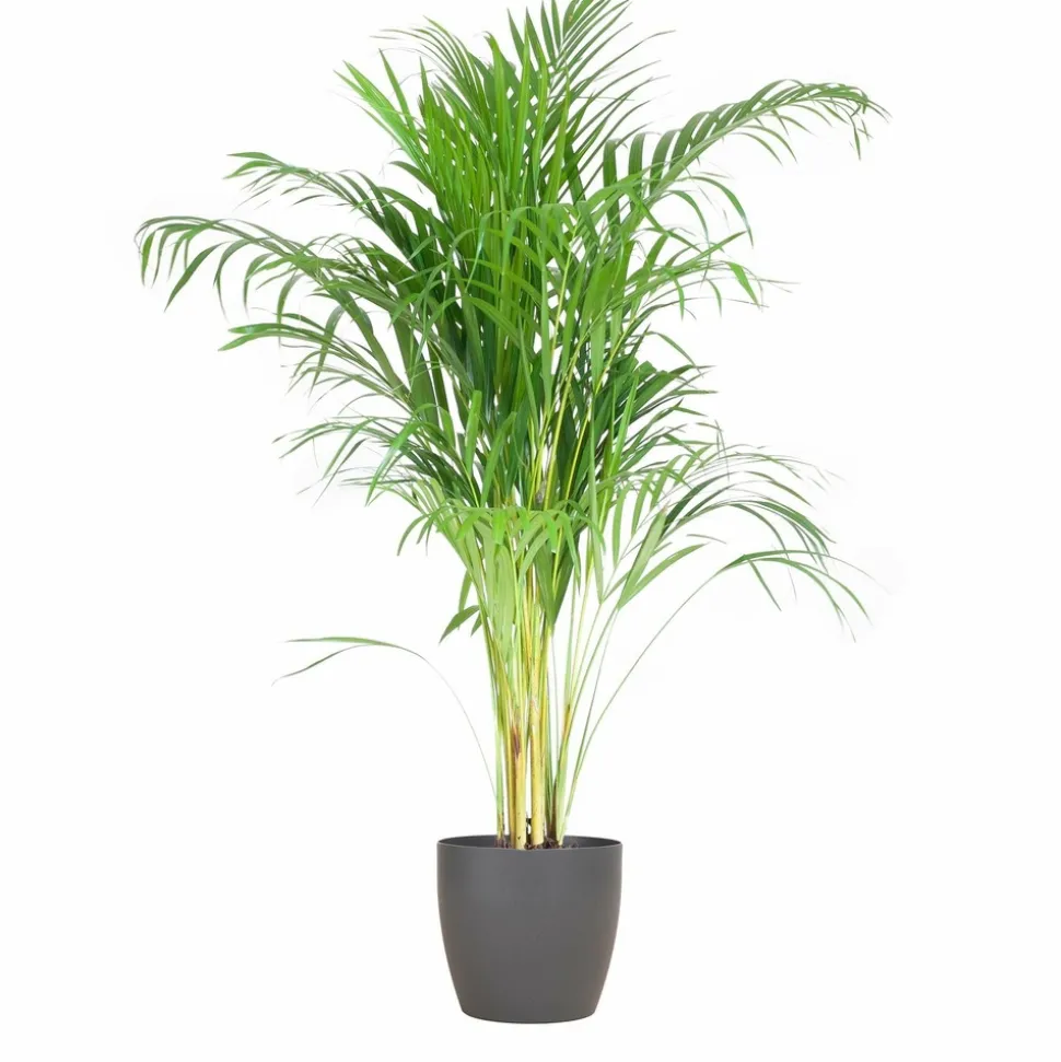 LA GREEN TOUCH - Palmier areca et son pot gris - hauteur 100cm