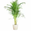LA GREEN TOUCH - Palmier areca et son pot blanc - hauteur 100cm