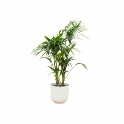LA GREEN TOUCH - Palmier kentia 160cm et son pot blanc 26cm - hauteur 160cm